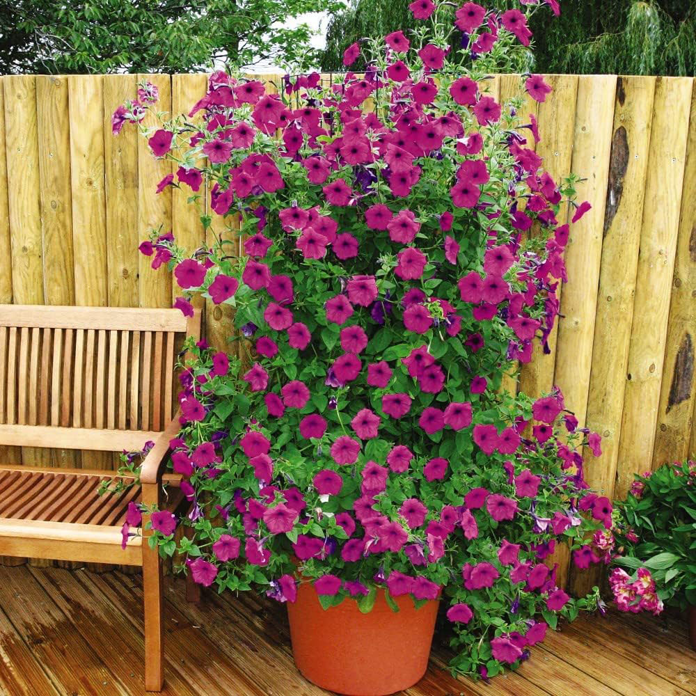 Thompson and Morgan Petunia Tickled Pink Postiplugs 10 Pack with Black and Gold Tower Plant Pot Image 3