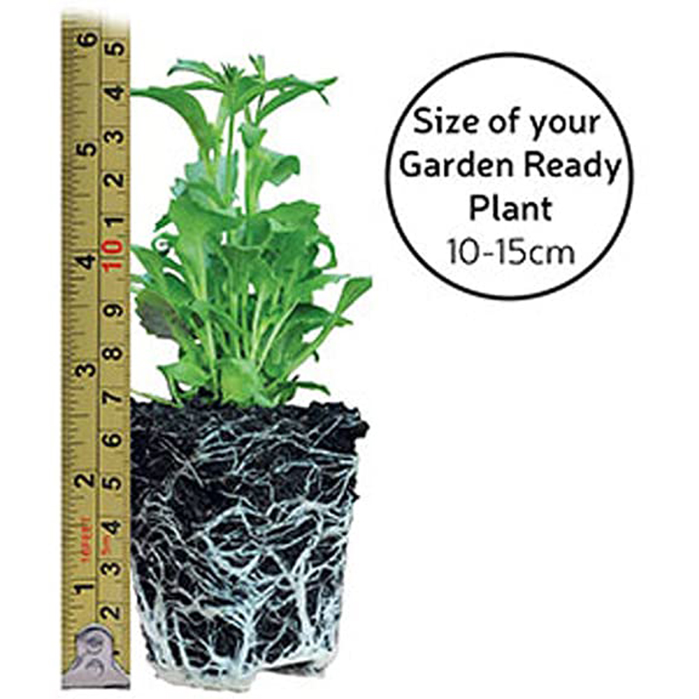 Thompson and Morgan Hollyhock Chaters Double Garden Ready Plant 30 Pack Image 5