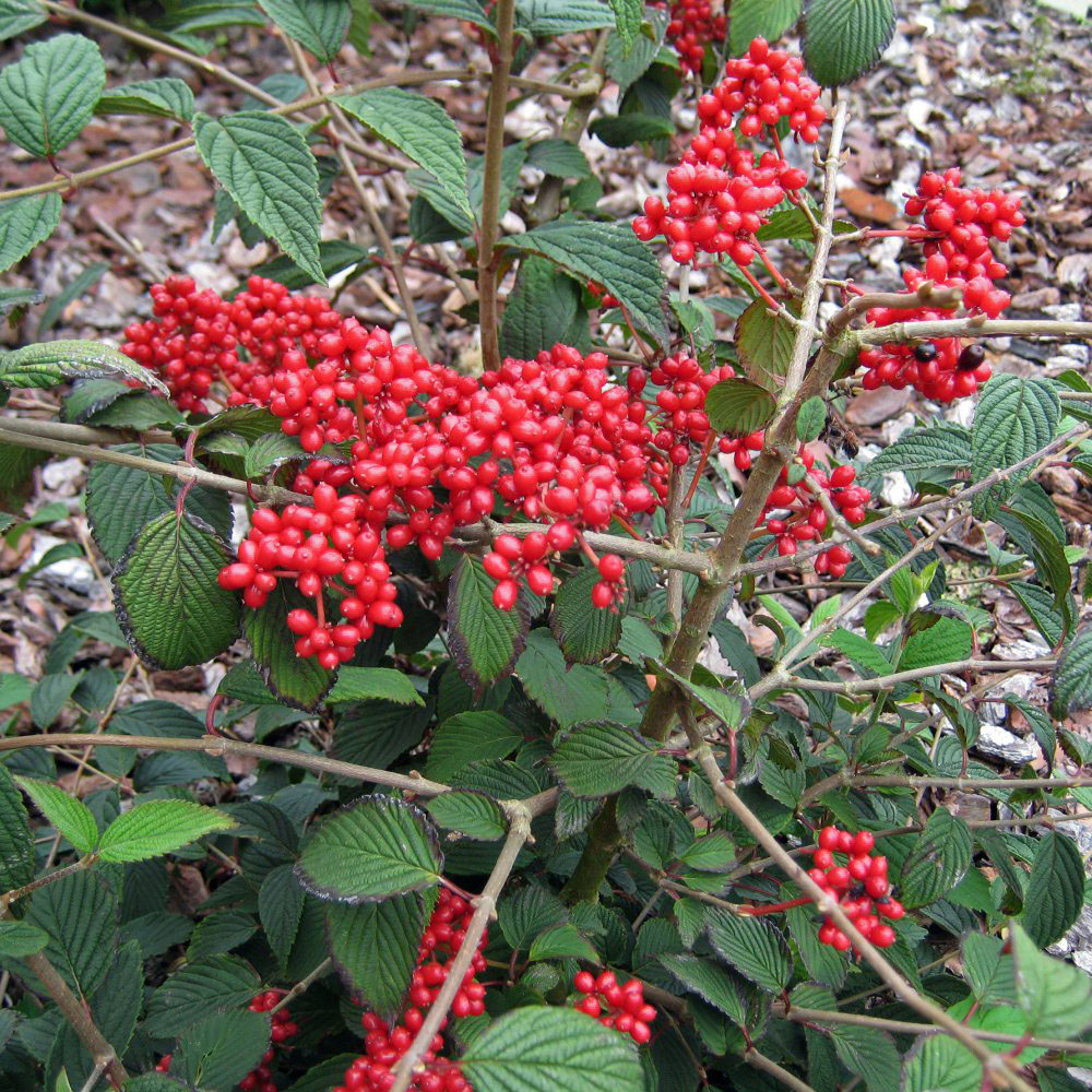 Thompson and Morgan Viburnum Kilimanjaro Sunrise Plant Pot 3L Image 5