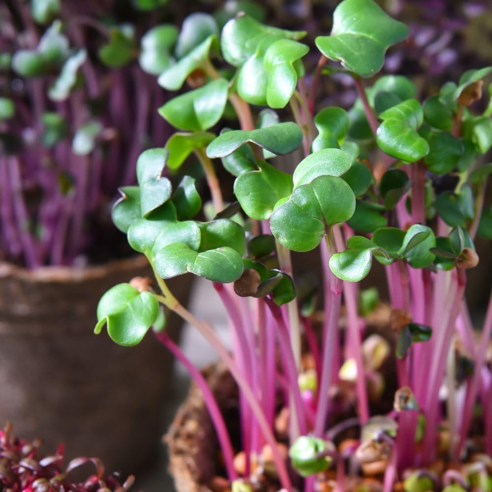 Thompson & Morgan Microgreens Rainbow Seed Grow Kit Image 8