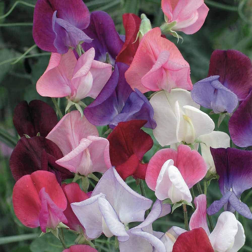 Thompson and Morgan Sweet Peas Seed Growing Kit Image 7