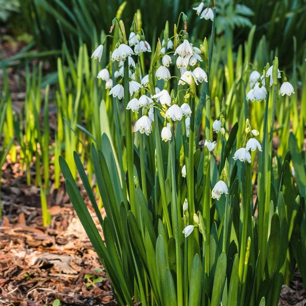 Thompson and Morgan Leucojum Aestivum Summer Snowflake Autumn Planting Bulb 6 Pack Image 5