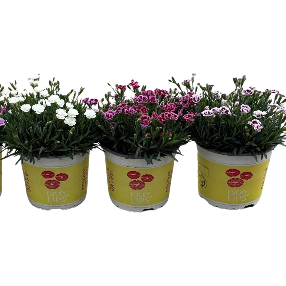 Dianthus Lucky Lips Plant Image 4