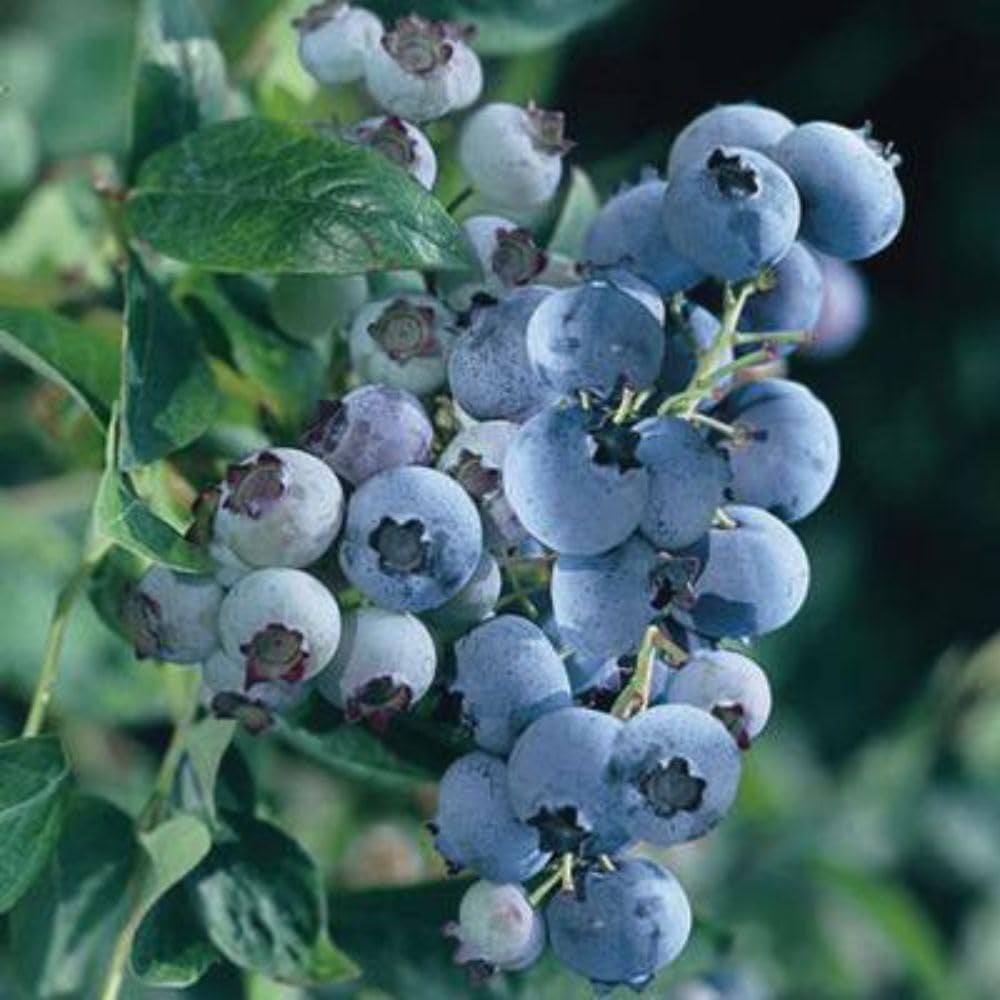 Thompson and Morgan Blueberry Vaccinium Blue gold Potted Plant 9cm Image 3