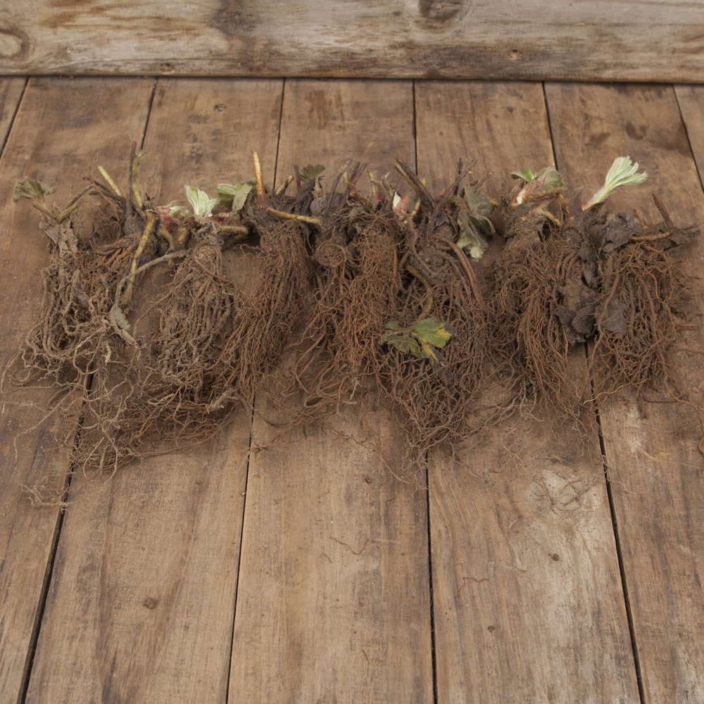 YouGarden Cambridge Favourite Strawberry Runners 20 Pack Image 3