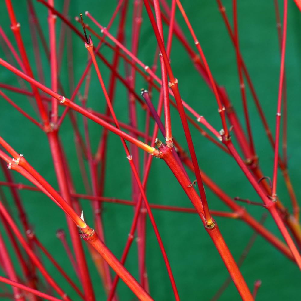 Thompson and Morgan Acer Palmatum Sango Kaku Plant Pot 6.5L Image 2