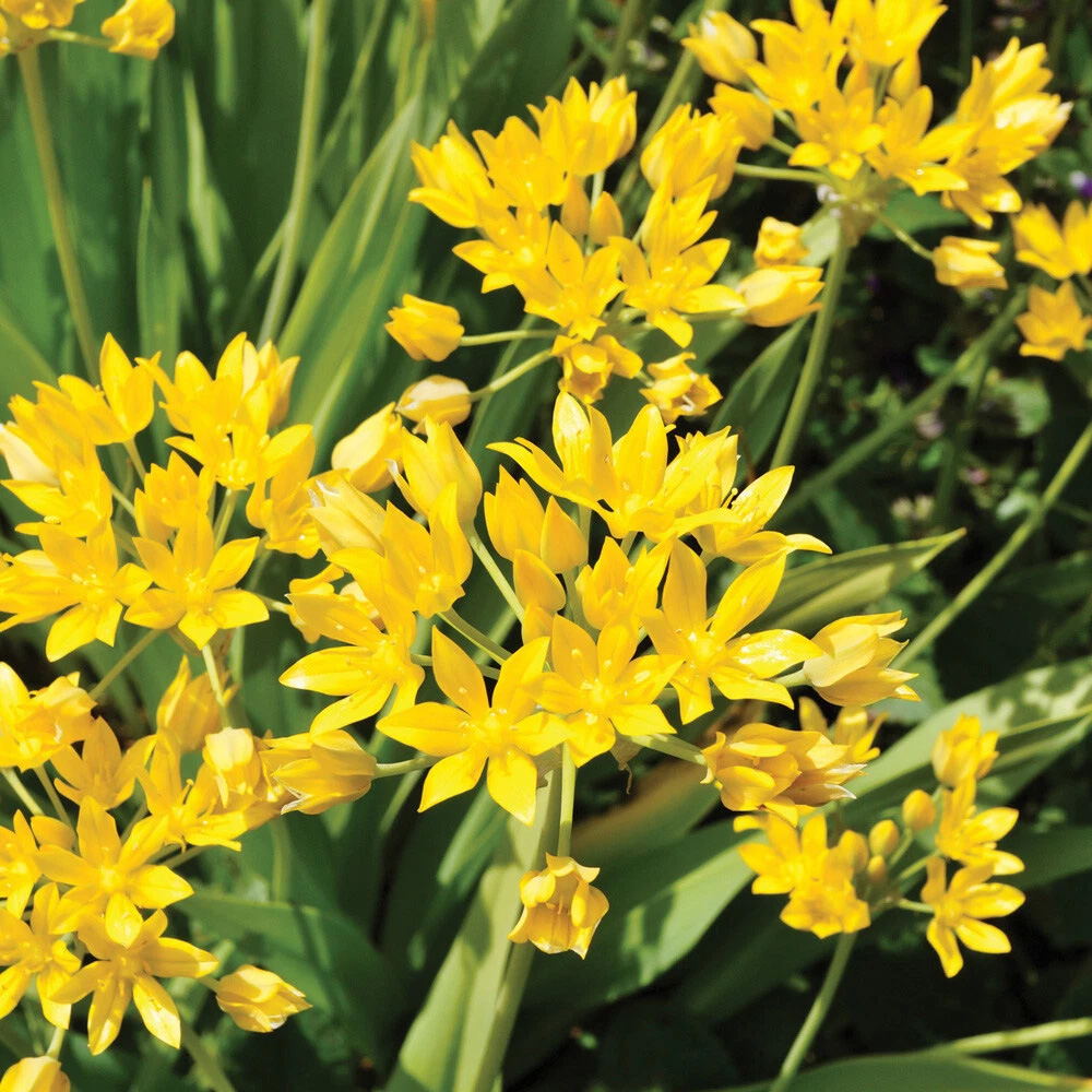 Thompson and Morgan Flowering Bonanza Collection Spring Planting Bulb 100 Pack Image 2