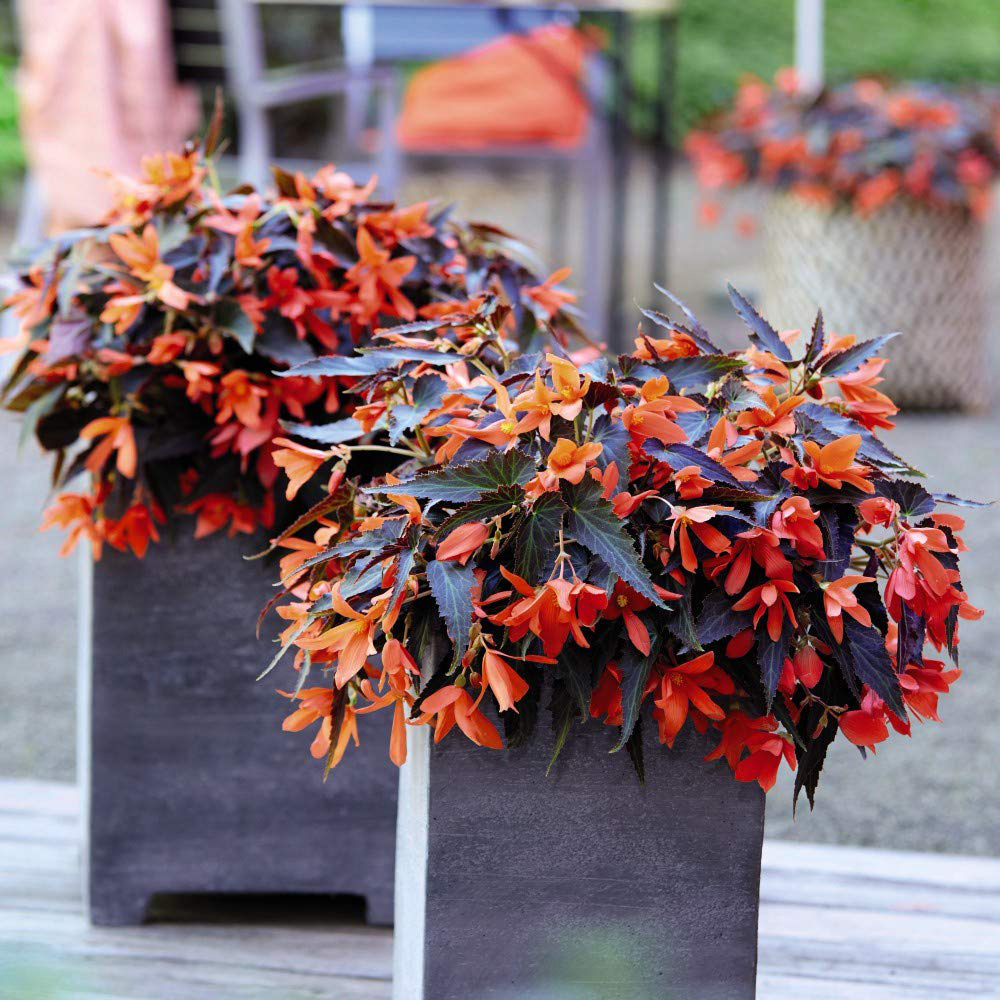 Thompson and Morgan Begonia Bossa Nova Night Fever Papaya Garden Ready Plant 15 Pack Image 2