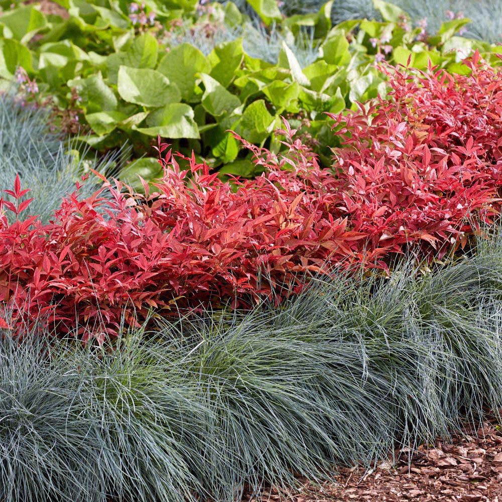 Thompson and Morgan Nandina Duo Plant Pot 9cm 2 Pack Image 2