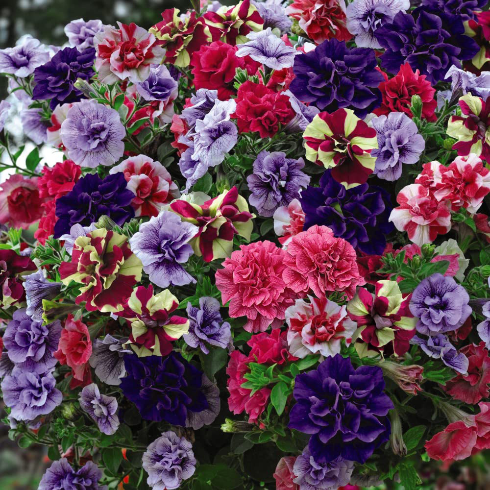 Thompson and Morgan Petunia Frills and Spills Preplanted Hanging Basket 25cm Image 5