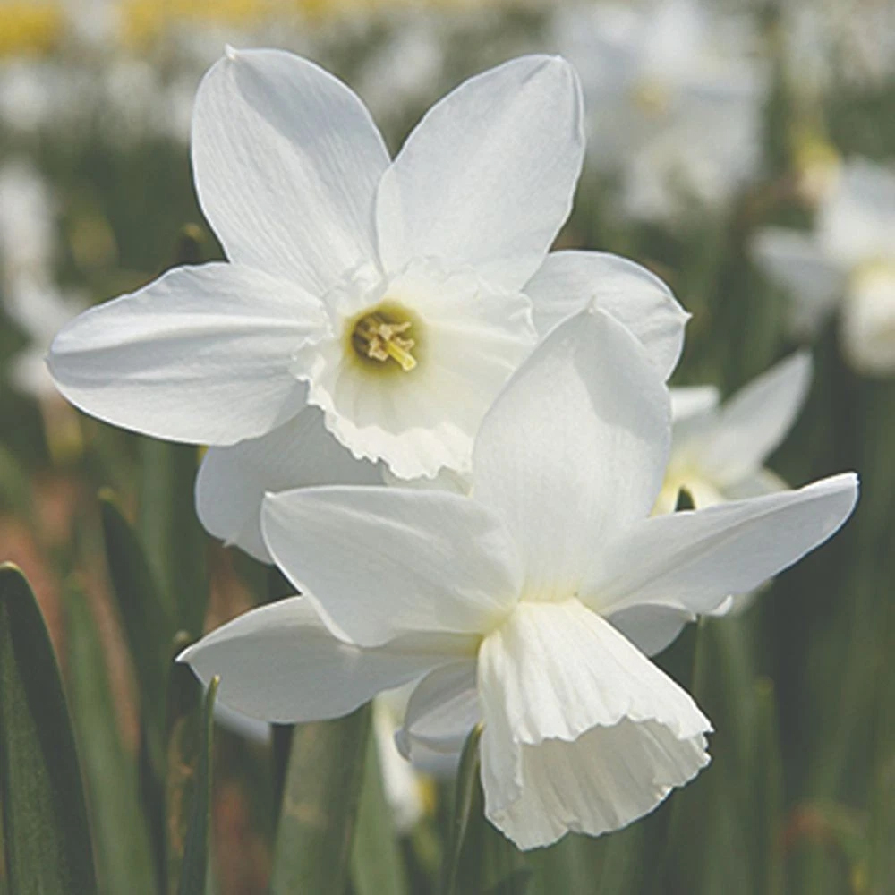 Thompson and Morgan Daffodil Cornish Niveth Planting Bulb 8 Pack Image 3