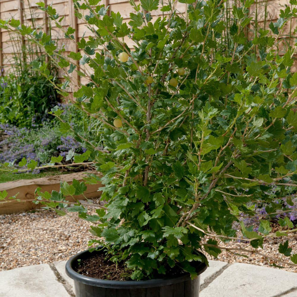 Thompson and Morgan Gooseberry Ribes Uva Crispa Invicta 2L Image 4