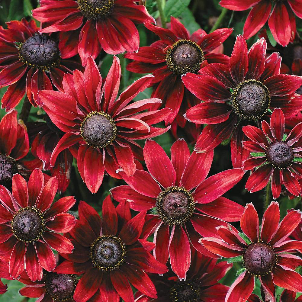 Thompson & Morgan Rudbeckia Cherry Brandy Seeds Image 2