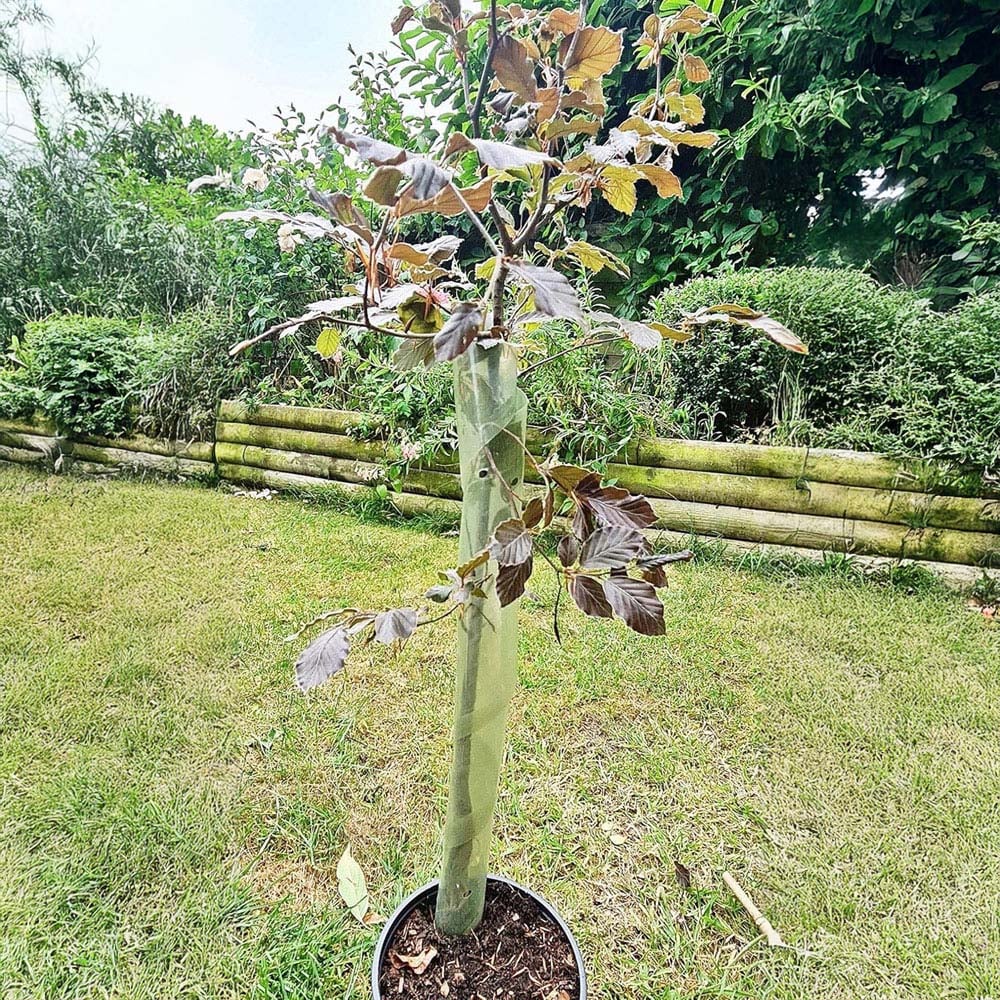 Inspirational Gifting Clear Spiral Tree Guard with Cane 60cm x 38mm 50 Pack Image 2