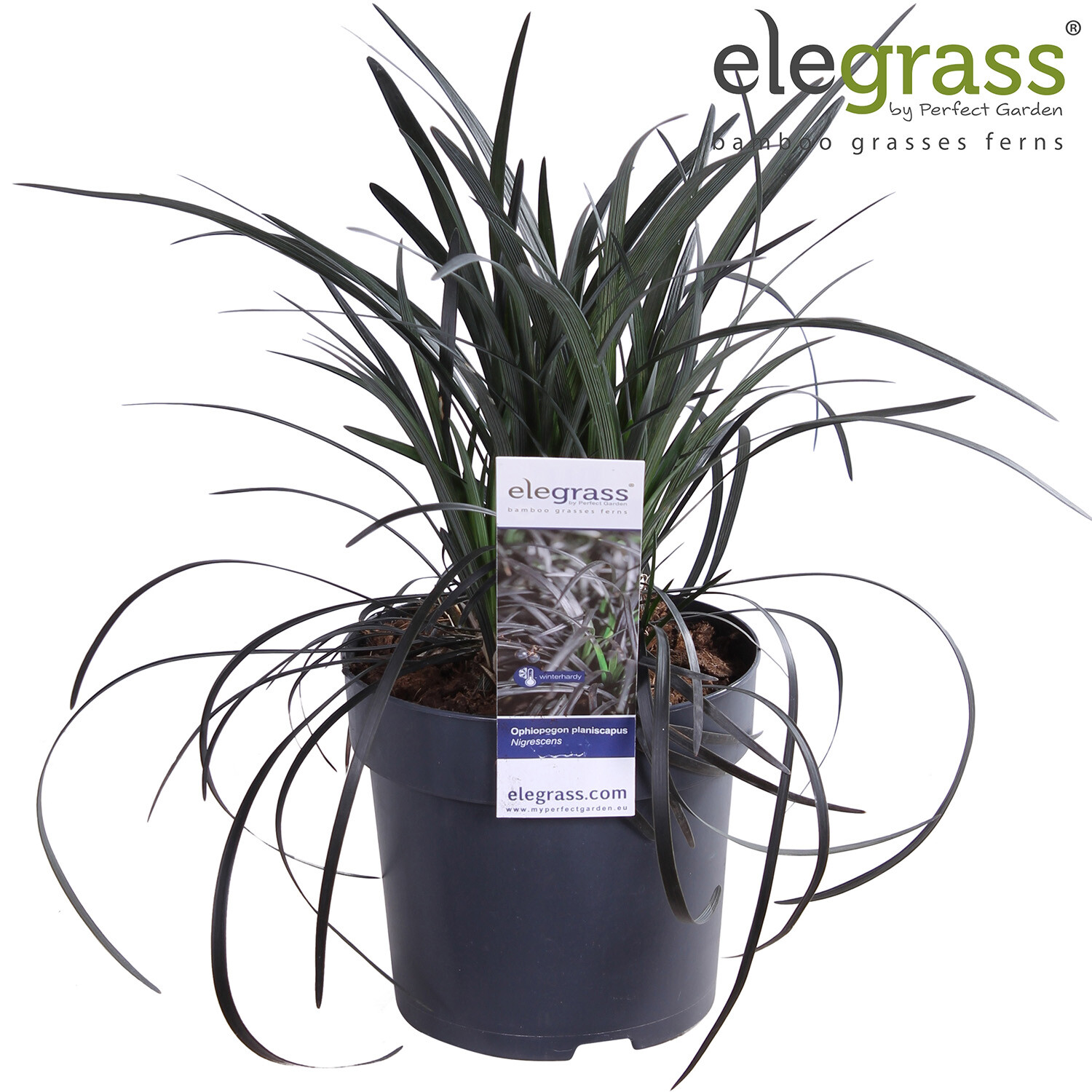 Ophiopogon Planiscapus 'Nigrescens' Image