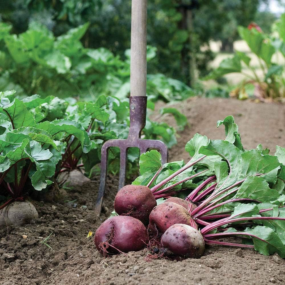 Thompson and Morgan Beetroot Detroit 2 Crimson Globe Seeds Image 2