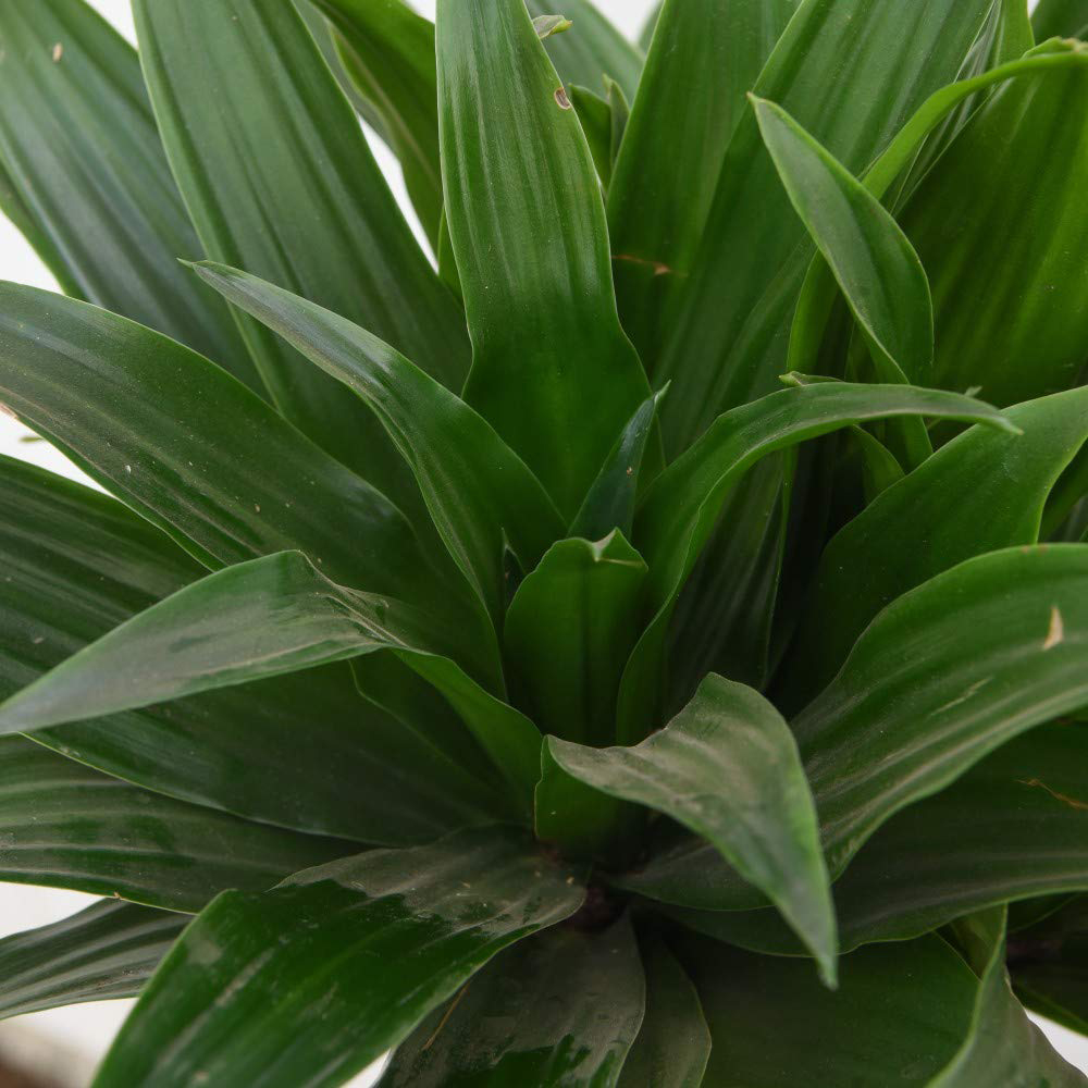 Thompson & Morgan Dracaena Dragon Tree Fragrans Compacta Potted Plant 19cm Image 2