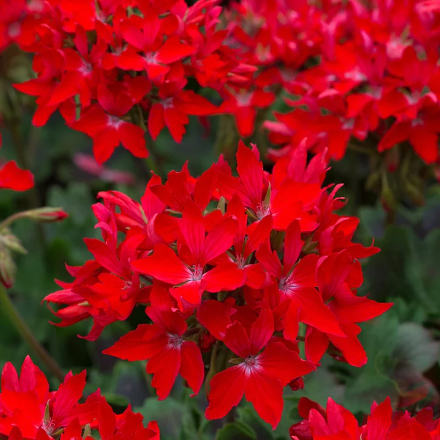 Scarlet Pelargo Fireworks Pot - Red Image