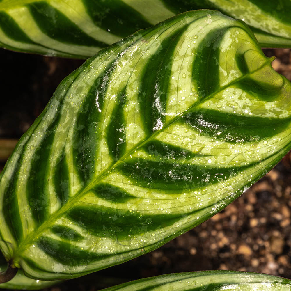 YouGarden Never Never Plant with Off White Recycled Pot Cover 12cm Image 4