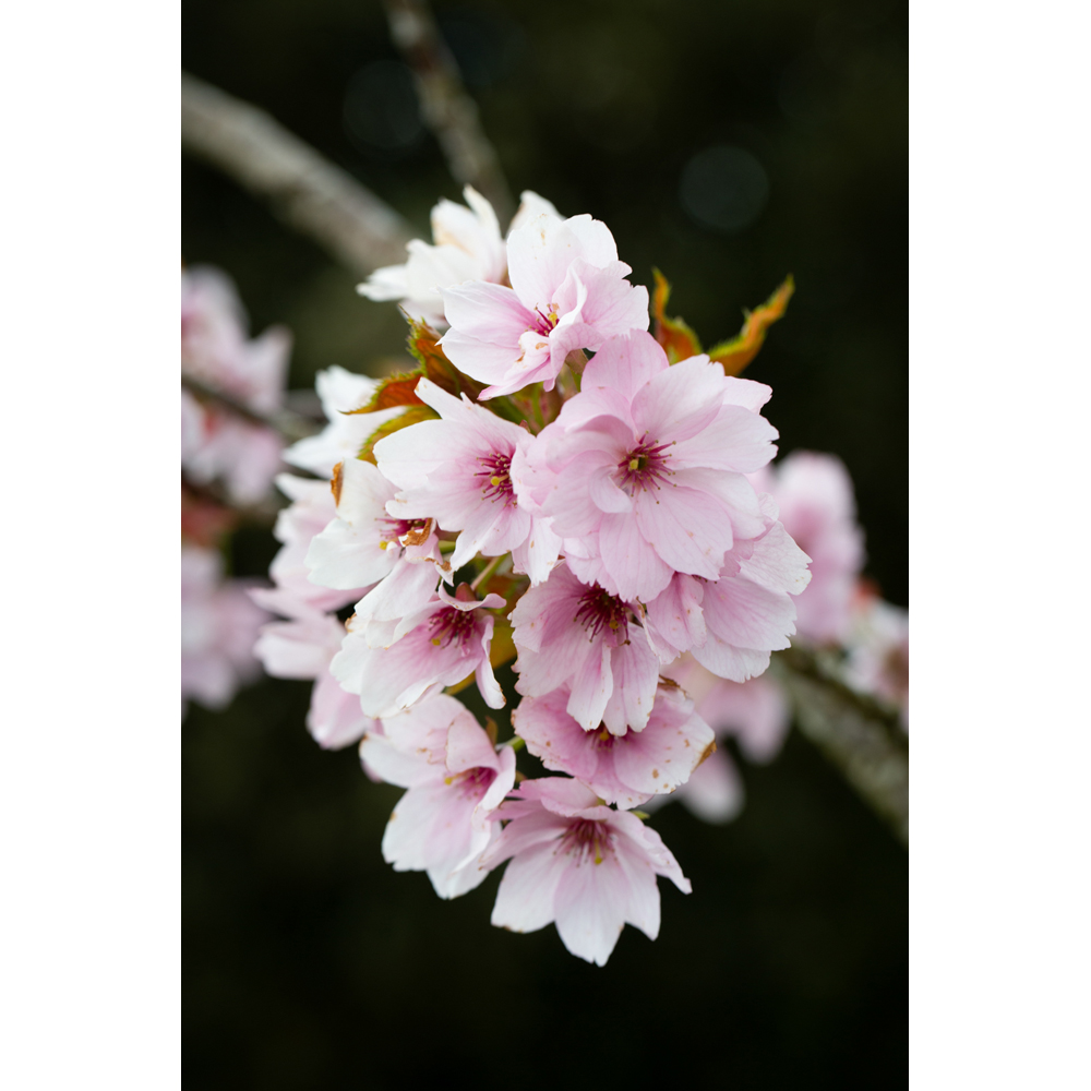 Frank P Matthews Trees Prunus Beni-Yutaka Tree in Pot 12L Image 2