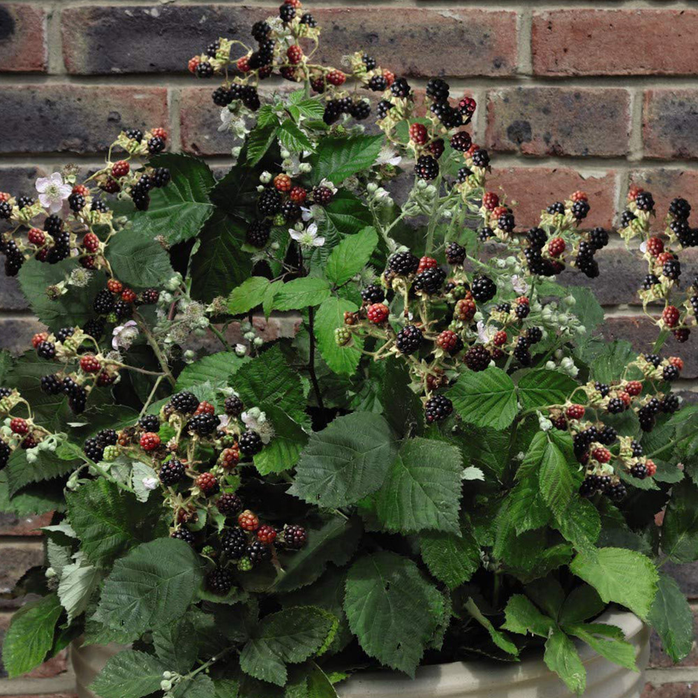 Thompson & Morgan Blackberry Rubus Coolaris Patio Potted Plant 9cm 1L Image 6