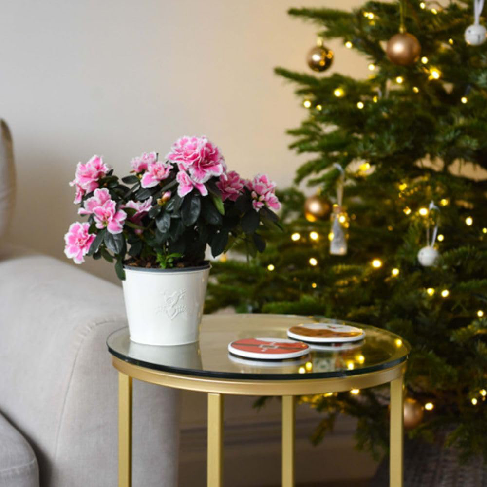 Thompson and Morgan Christmas Gift Pink and White Azalea Plant Pot 12cm Image 6