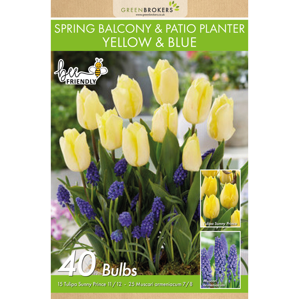 GreenBrokers Yellow and Blue Balcony and Patio Mixed Planter Bulb 40 Pack Image 2