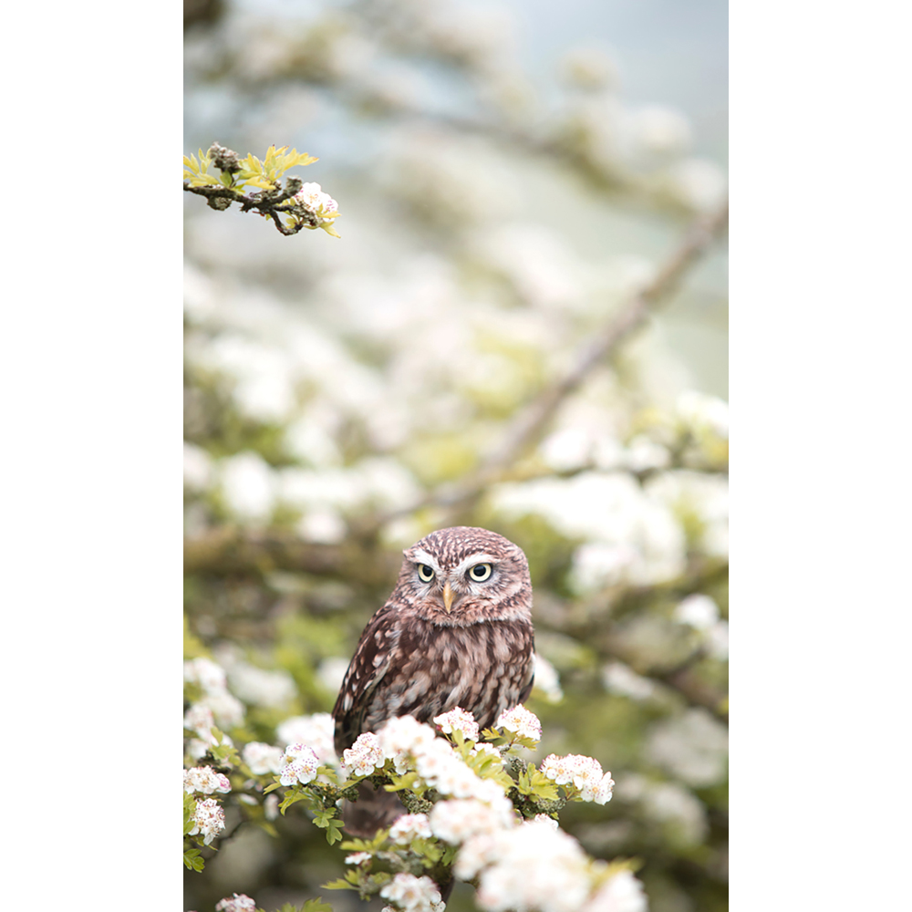 Mirrorstone Nexus Owl In The Spring Image Wi-Fi Infrared Heating Panel 580W 595 x 995mm Image 4