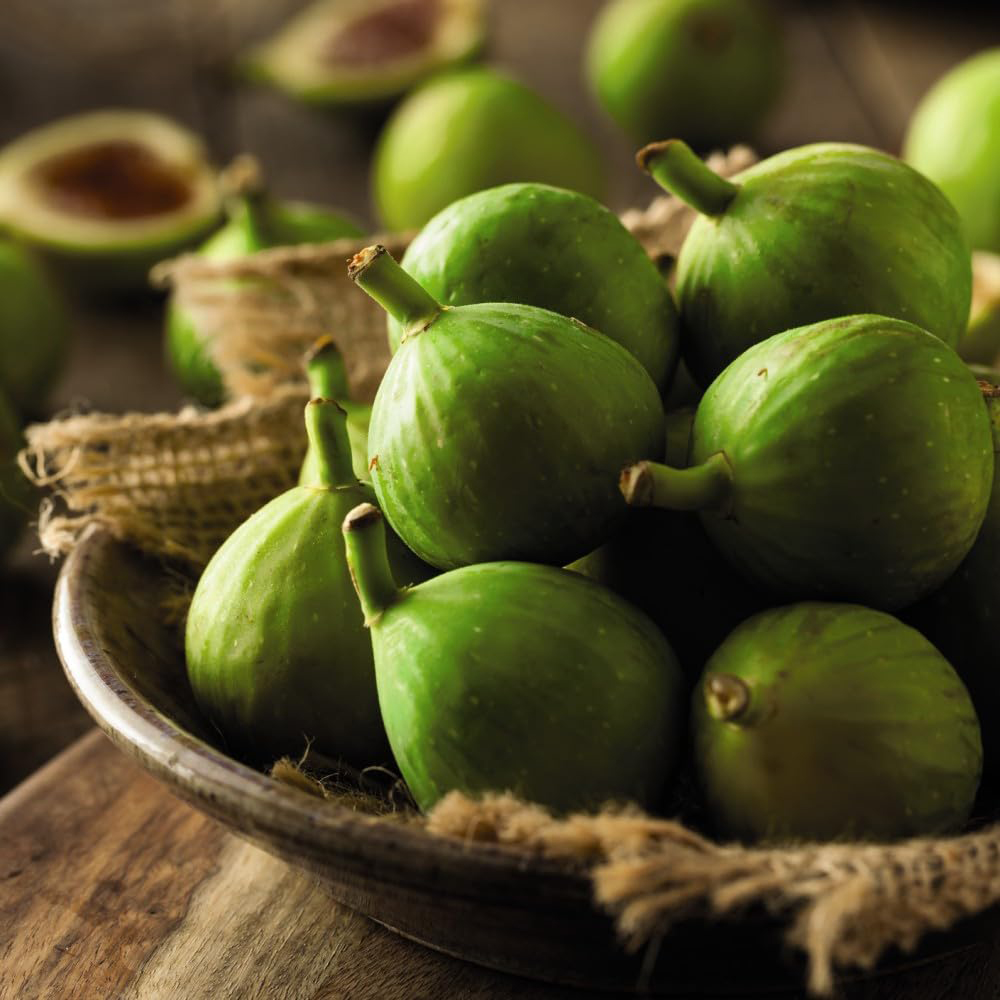 Thompson and Morgan Fig Ficus Carica Green Fig Plant Pot 9cm 3 Pack Image 5