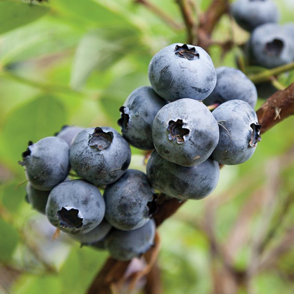 Thompson & Morgan Blueberry Vaccinium Earliblue Potted Plant 3L Image 1