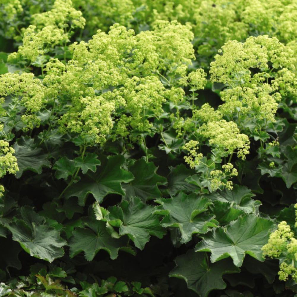 Thompson and Morgan Alchemilla Mollis Plant Pot 3L Image 2