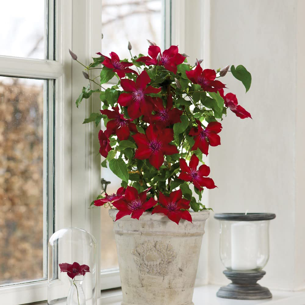 Thompson and Morgan Clematis Nubia Plant Pot 15cm Image 2