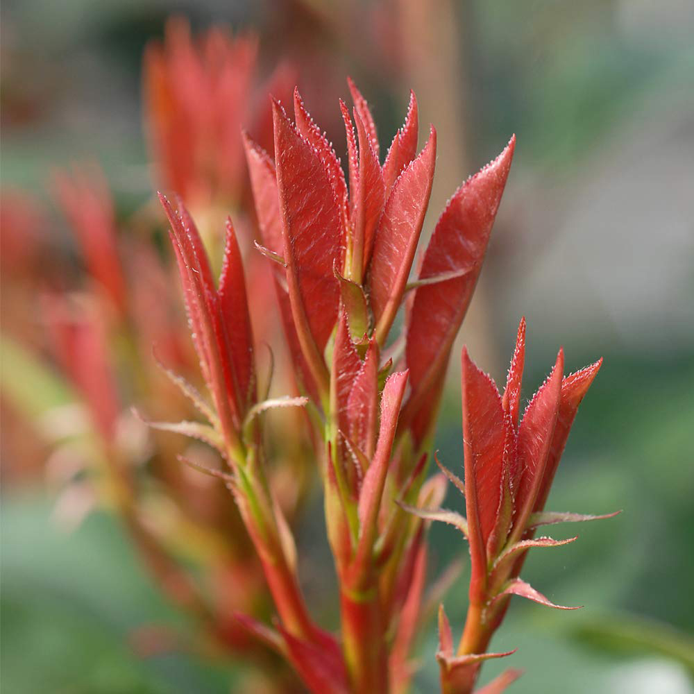 Thompson and Morgan Photinia Red Robin Plant Pot 9cm 3 Pack Image 4