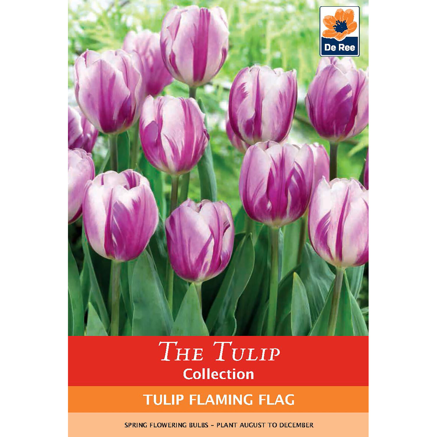 The Daffodil Collection Bulbs Image 3