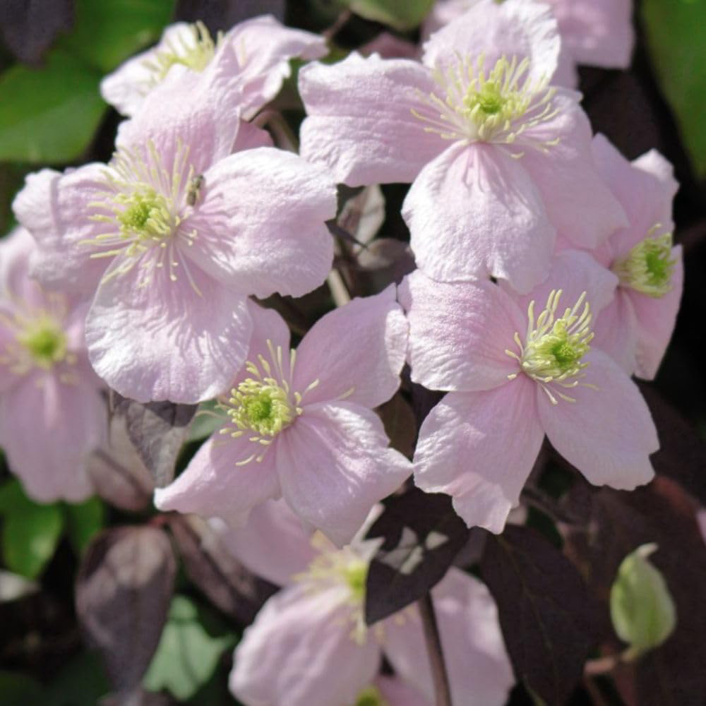 Thompson and Morgan Clematis Montana Mayleen Plant Pot 3L Image 2