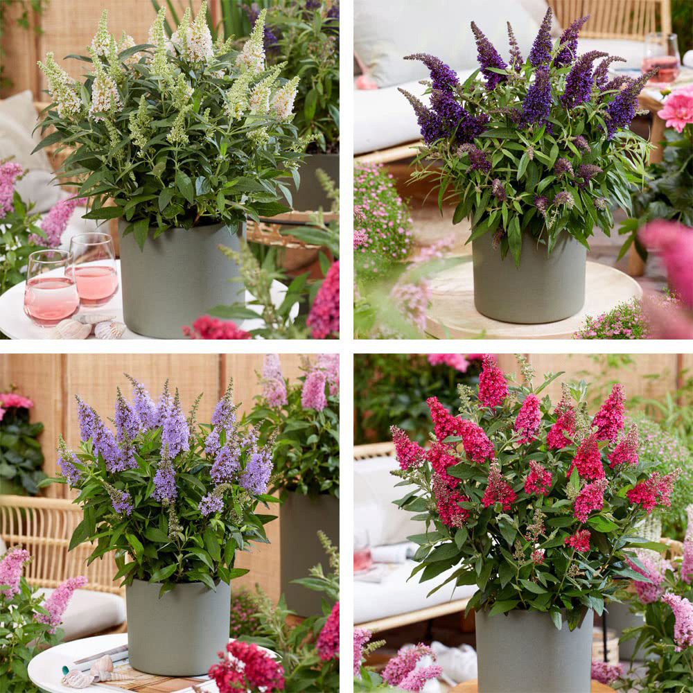 Thompson and Morgan Buddleja Butterfly Candy Collection Pot 9cm 4 Pack Image 1