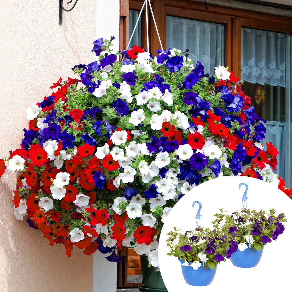 YouGarden Preplanted Petunia Patriotic Hanging Basket 25cm 2 Pack Image 2