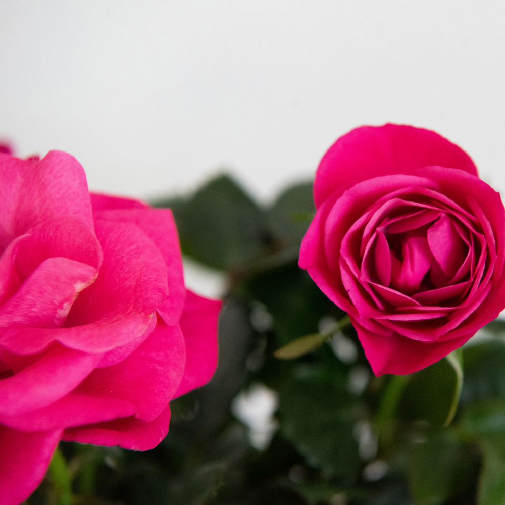Thompson and Morgan Christmas Gift Scented Rose Deep Pink Plant in Zinc Pot 10.5cm 2 Pack Image 8