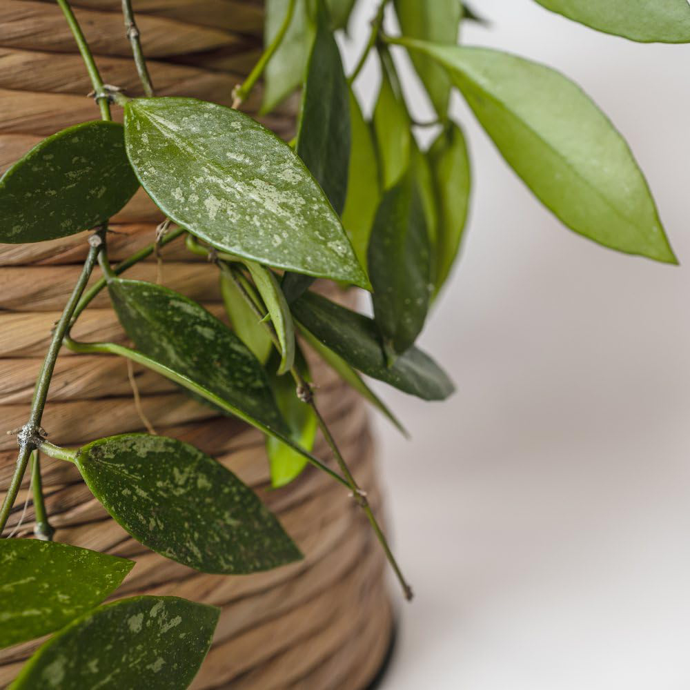 Thompson and Morgan Hoya Gracilis Plant Pot 12cm Image 3