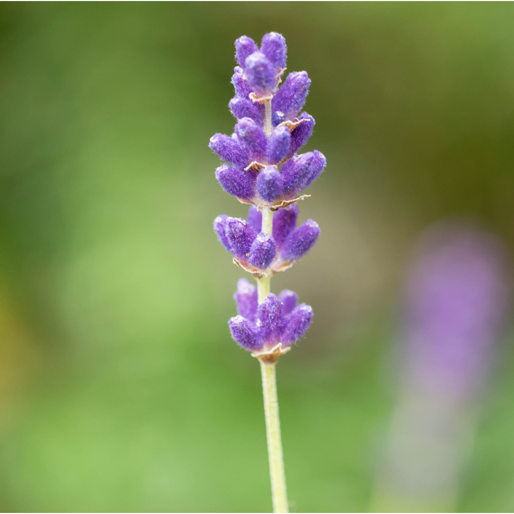 Thompson and Morgan Lavandula Lavender Angustifolia Hidcote Potted Plant 9cm 3 Pack Image 3