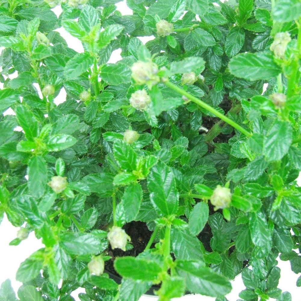 Thompson and Morgan Ceanothus Arboreus Blue Mound Plant Pot 9cm Image 3