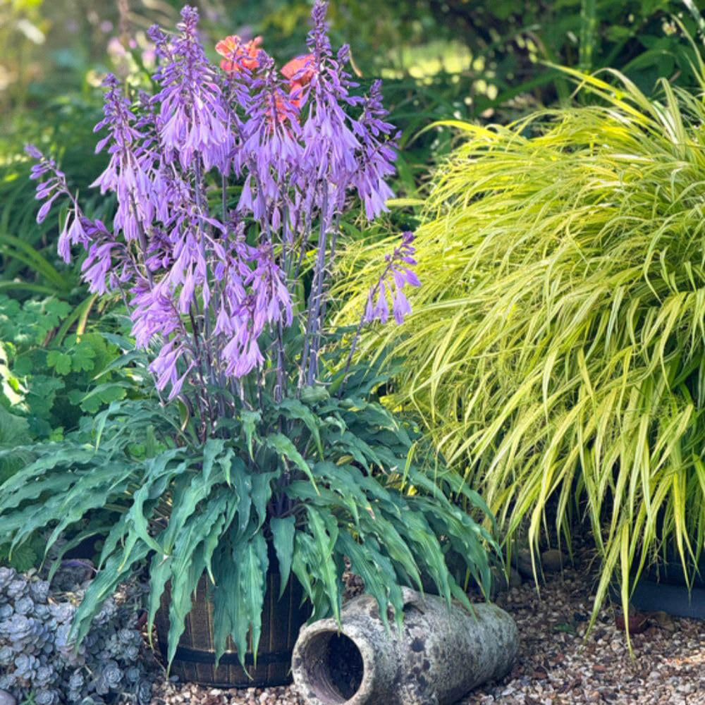 Thompson and Morgan Hosta Silly String Plant Pot 9cm Image 2