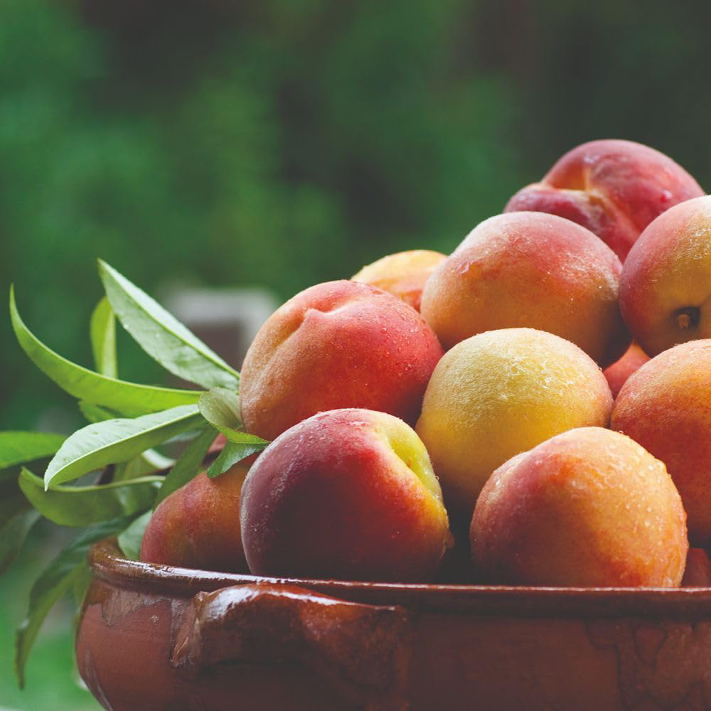 Thompson and Morgan Peach Prunus Persica 5L 2 Pack Image 3