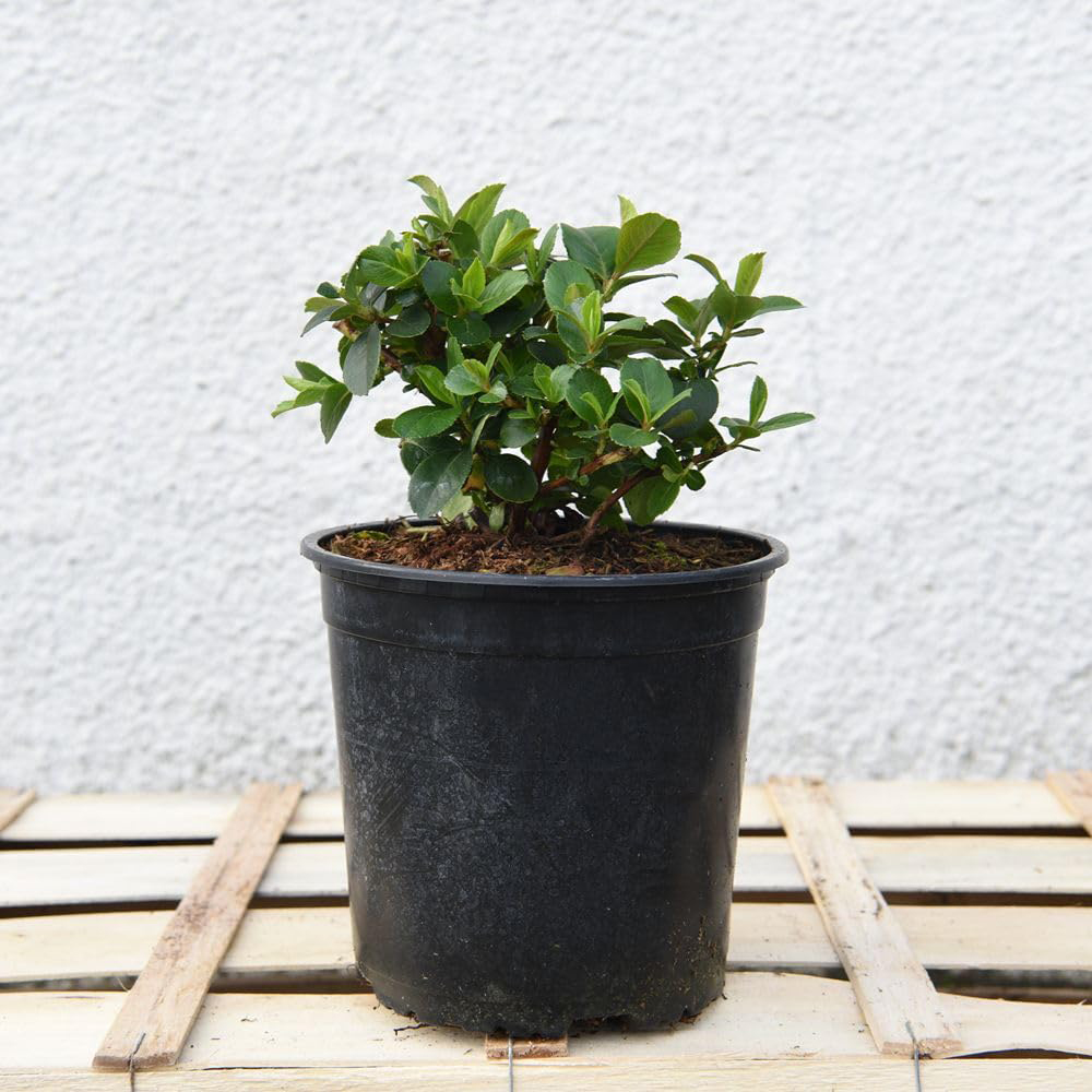 Thompson and Morgan Escallonia Laevis Pink Elle Plant Pot 9cm 2 Pack Image 6