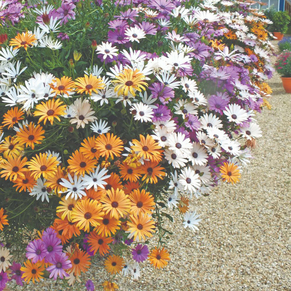 Thompson and Morgan Trailing Daisy Osteo Falling Stars 20 Postiplugs Image 3