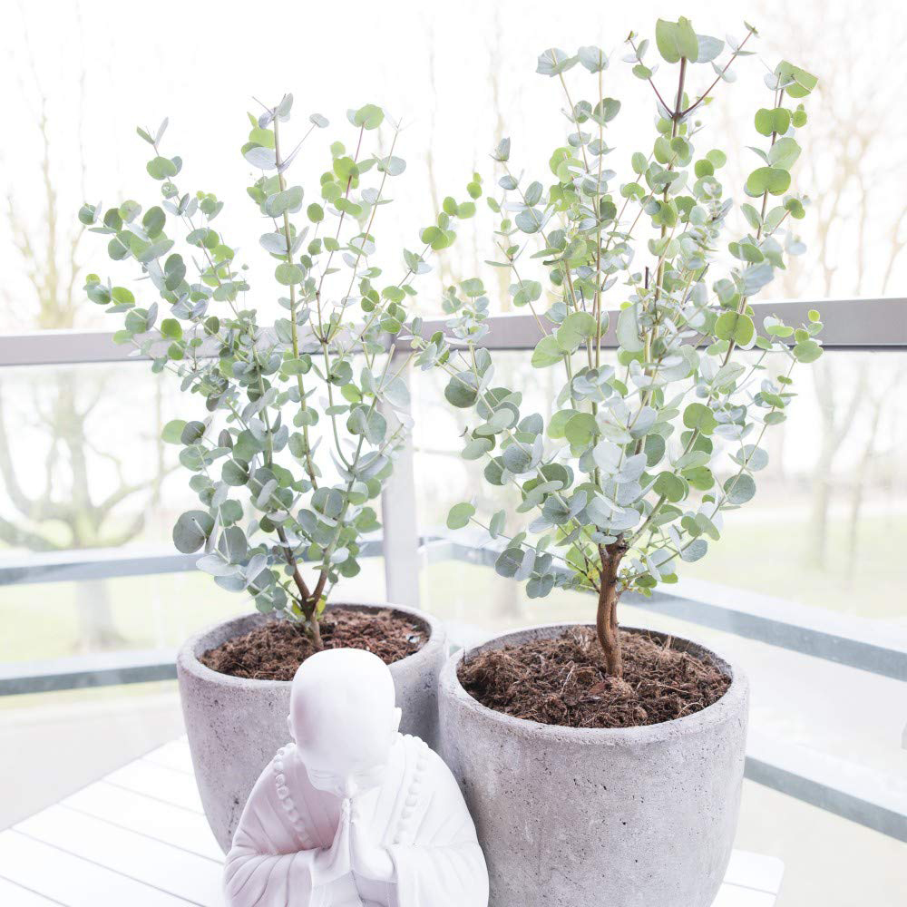 Thompson and Morgan Eucalyptus Gunnii Azura Plant Pot 9cm 3 Pack Image 6