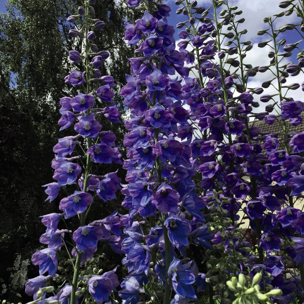 Thompson and Morgan Delphinium Pacific Hybrids Postiplugs 5 Pack Image 3