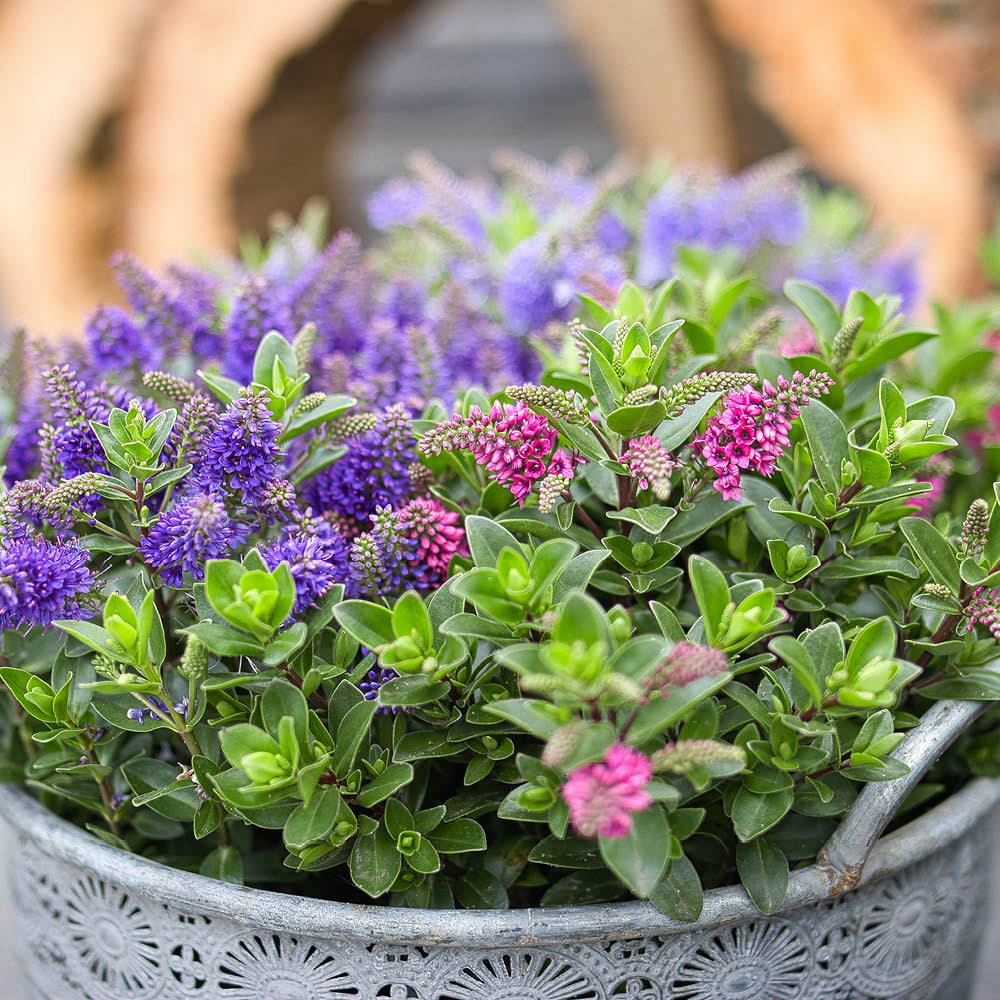 YouGarden Hebe All Bloom Collection Plant in Pot 10.5cm 3 Pack Image 2