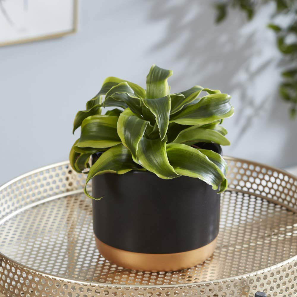 Thompson and Morgan Dracaena Fragrans Tornado Potted Plant 12cm 2 Pack Image 4