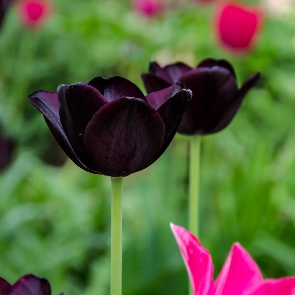 Thompson and Morgan Tulip Paul Scherer Autumn Planting Bulb 16 Pack Image 3